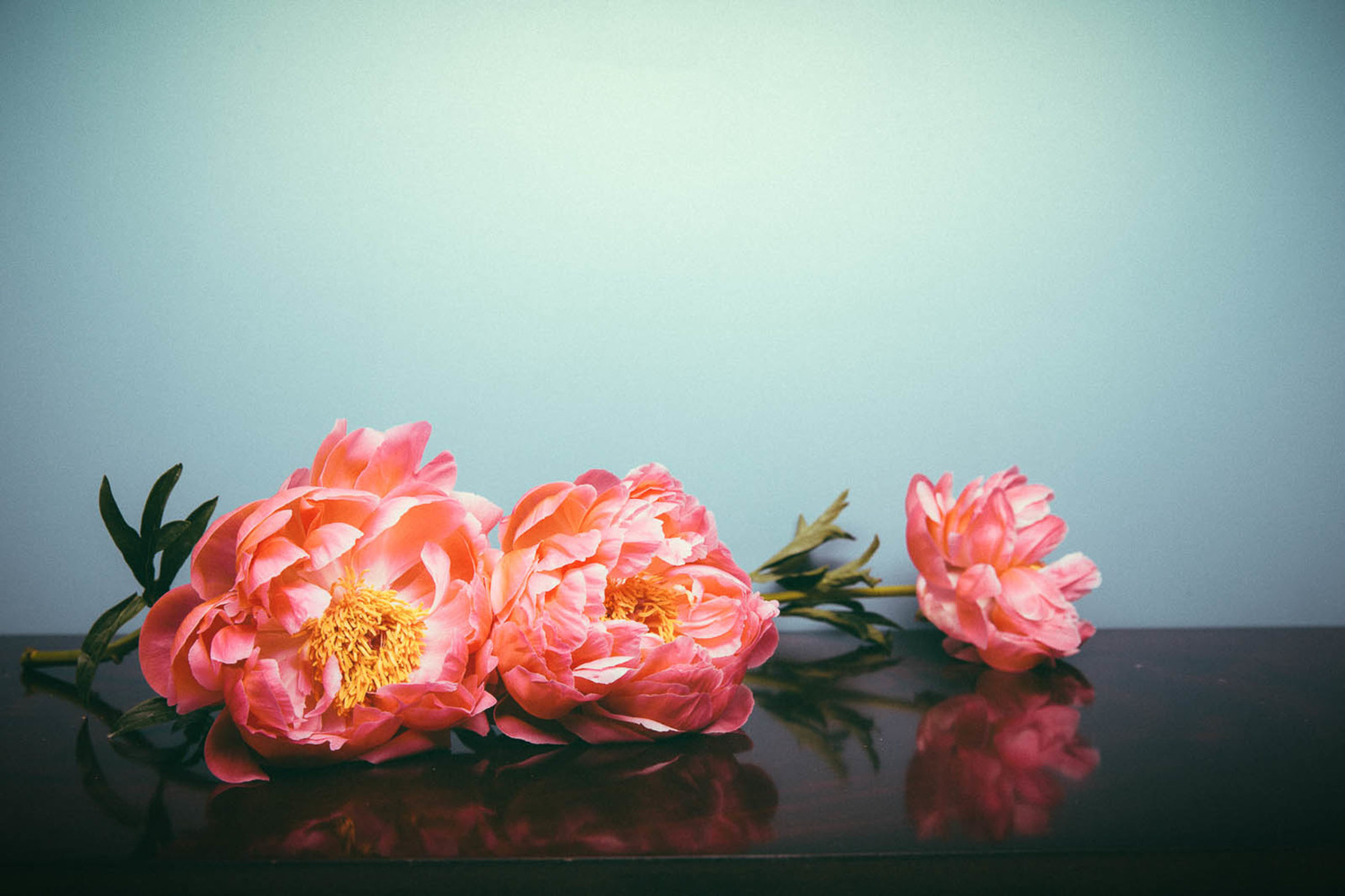 Peonies