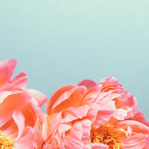 Peonies